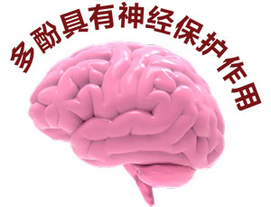 brain_6-2